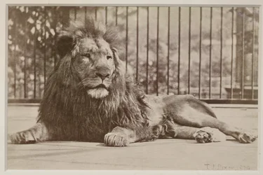 Caged lion, 1879